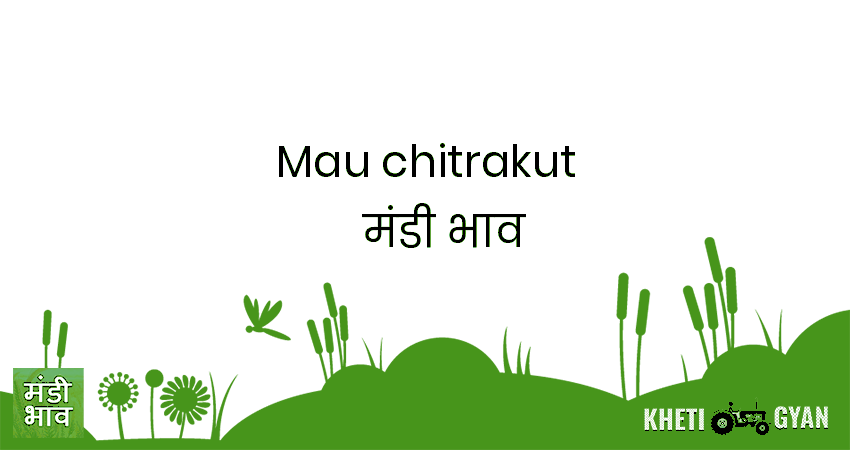 Mau(Chitrakut) मंडी भाव की ताज़ा तस्वीर